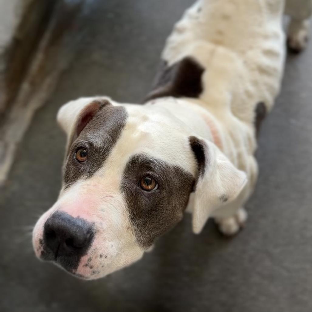 Enlarge Lotus A5788384, a Adoptable Pit Bull Terrier in Mission Hills, CA image 2/6