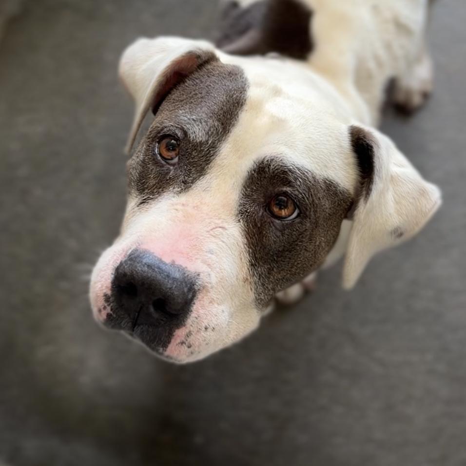 Enlarge Lotus A5788384, a Adoptable Pit Bull Terrier in Mission Hills, CA image 3/6
