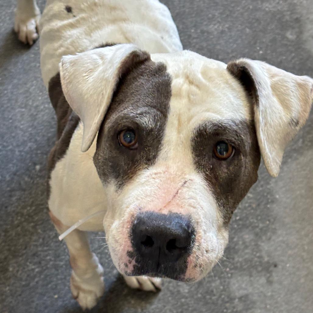 Enlarge Lotus A5788384, a Adoptable Pit Bull Terrier in Mission Hills, CA image 4/6