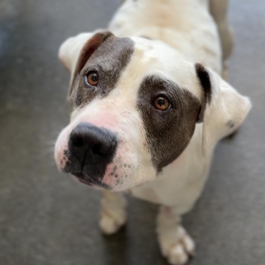 Enlarge Lotus A5788384, a Adoptable Pit Bull Terrier in Mission Hills, CA image 5/6