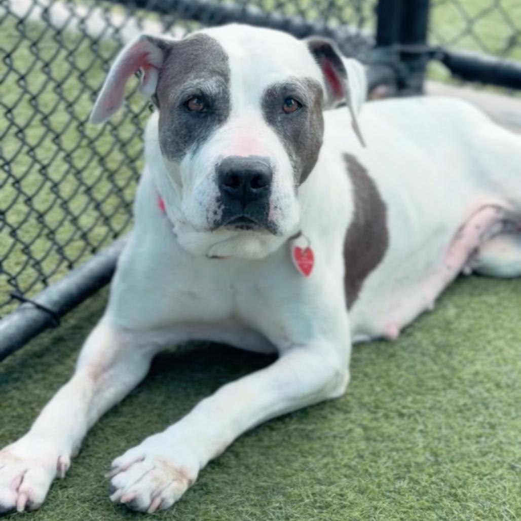 Enlarge Lotus A5788384, a Adoptable Pit Bull Terrier in Mission Hills, CA image 6/6