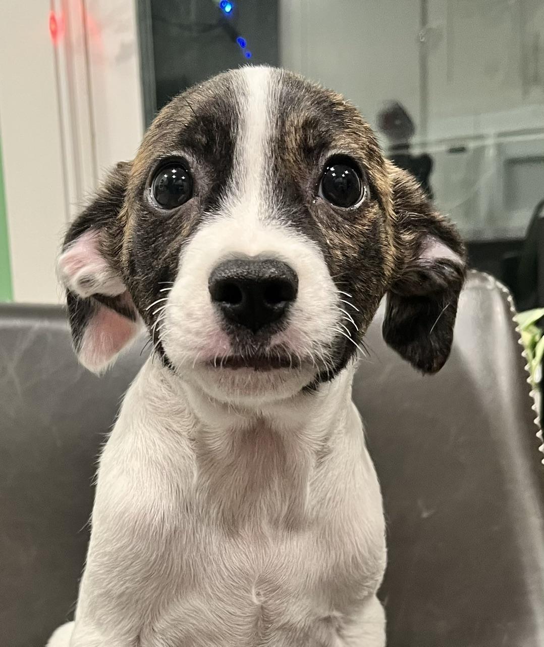 Enlarge Clyde, a Adoptable mixed breed in Minneapolis, MN image 3/6