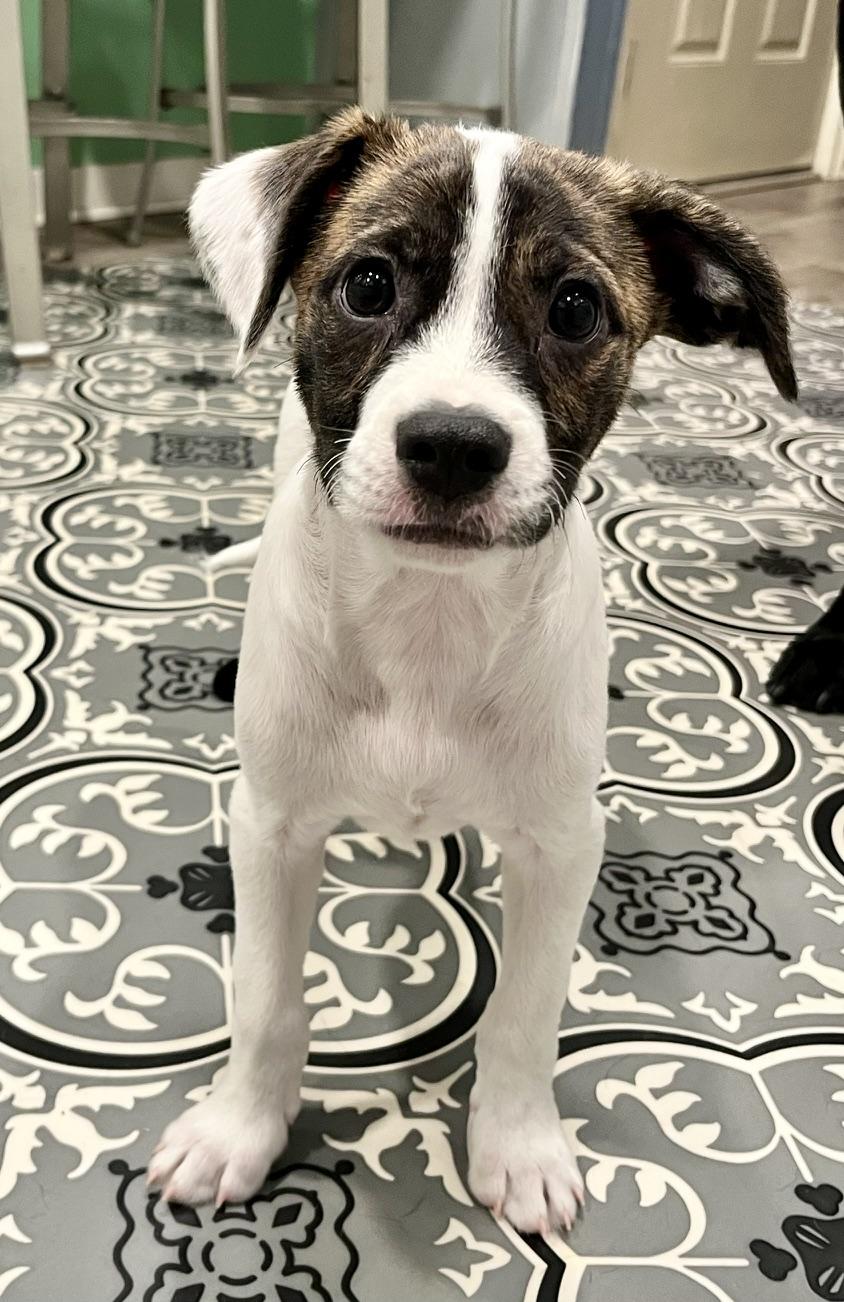 Clyde, Adoptable, Puppy Male Terrier.