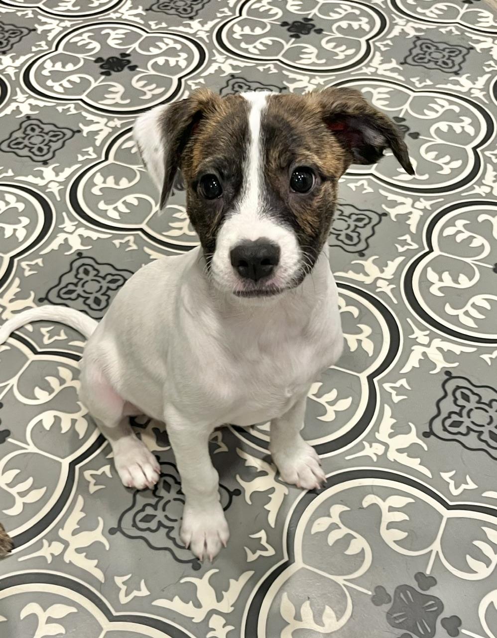 Enlarge Clyde, a Adoptable mixed breed in Minneapolis, MN image 2/6