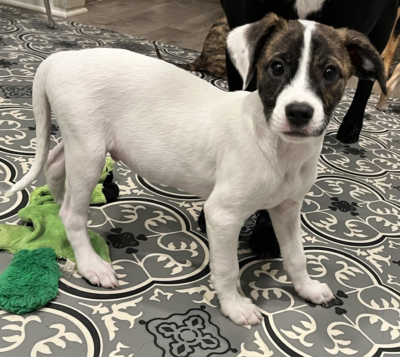 Enlarge Clyde, a Adoptable mixed breed in Minneapolis, MN image 5/6