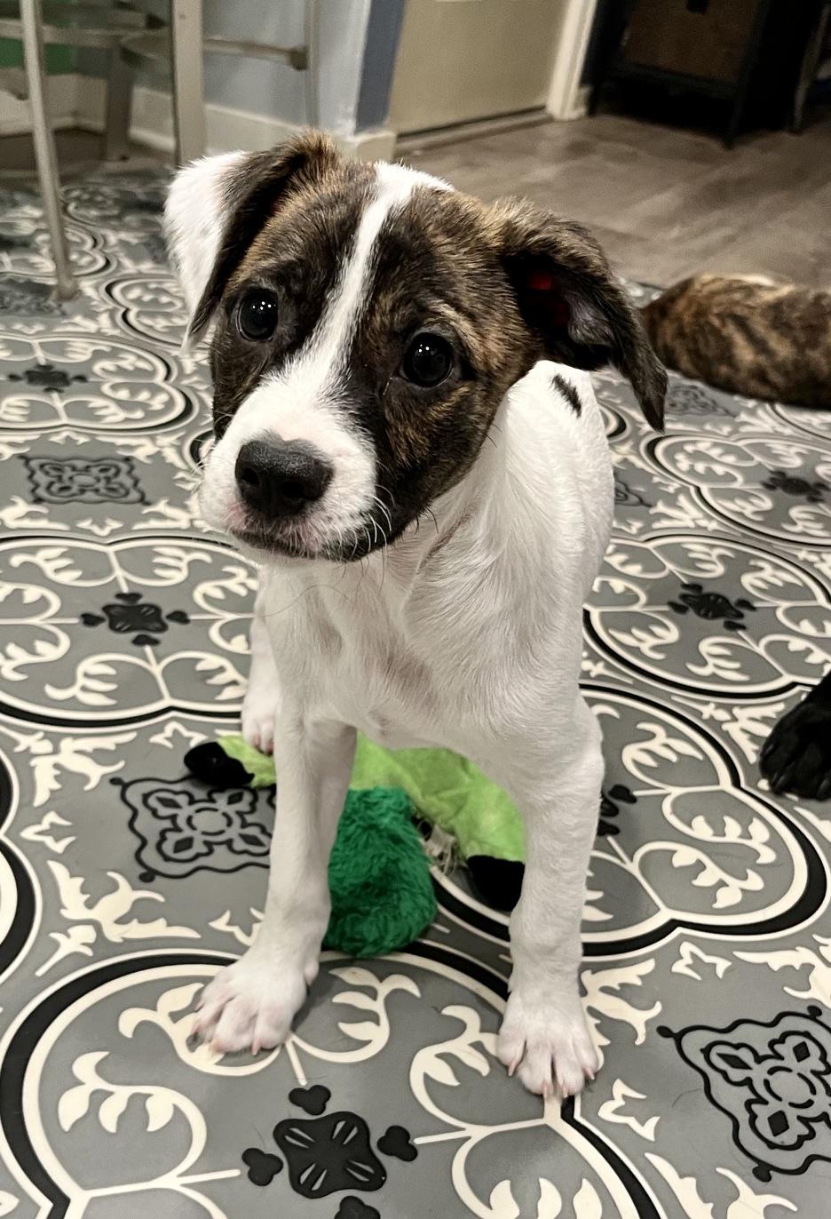 Enlarge Clyde, a Adoptable mixed breed in Minneapolis, MN image 4/6