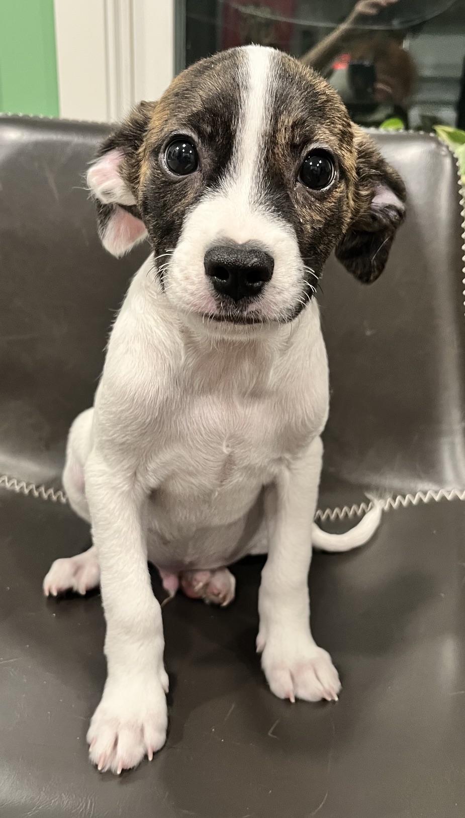 Enlarge Clyde, a Adoptable mixed breed in Minneapolis, MN image 6/6
