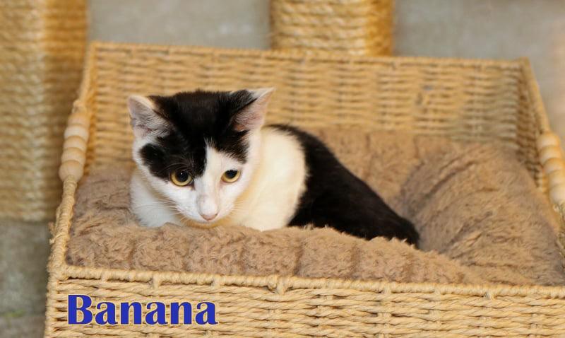 Enlarge Banana, a Adoptable Domestic Short Hair in Houston, TX image 6/6