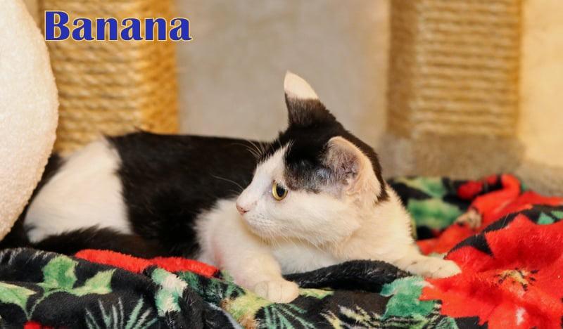 Enlarge Banana, a Adoptable Domestic Short Hair in Houston, TX image 5/6