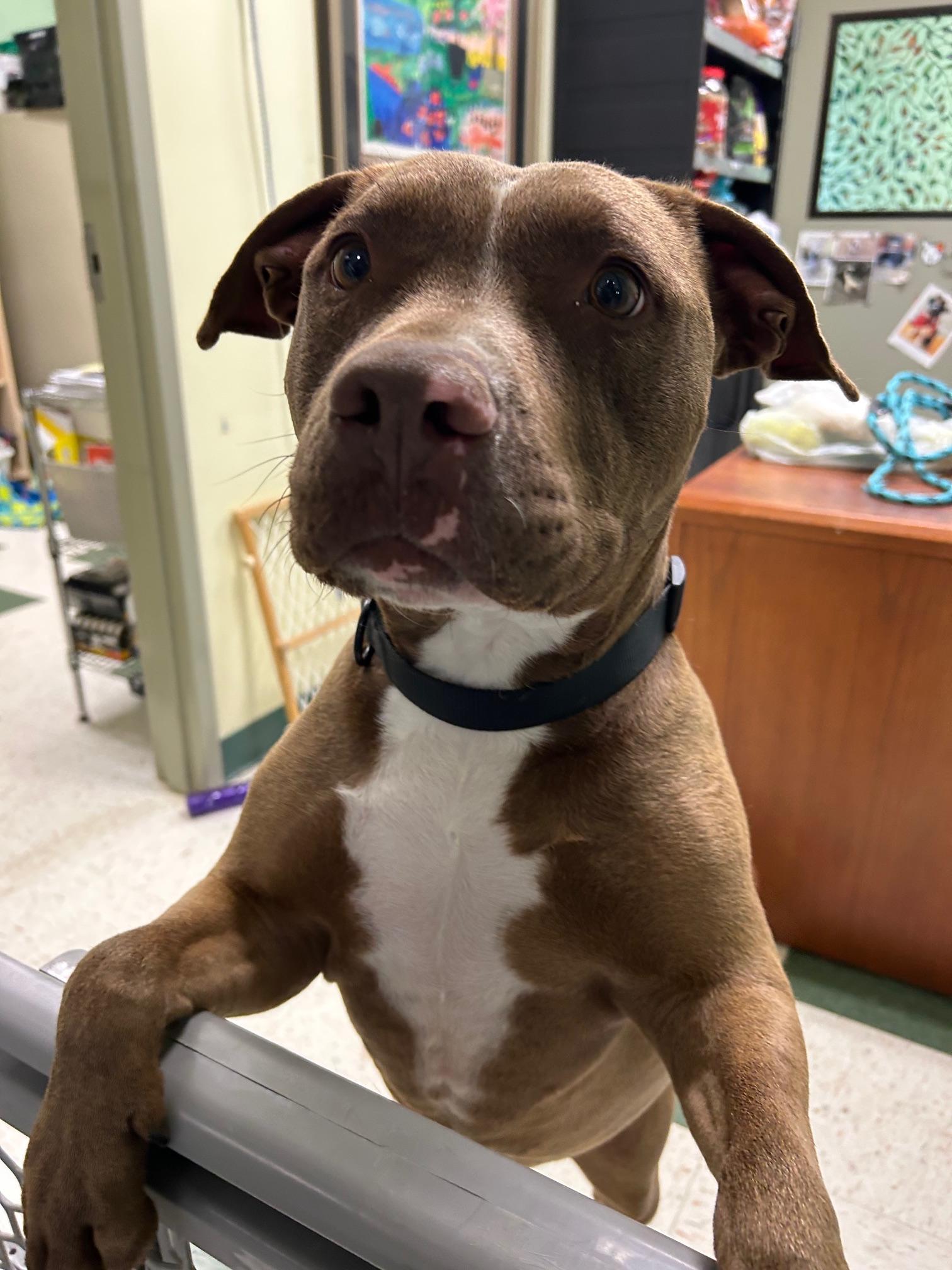 Enlarge Luke, a ADOPTABLE mixed breed in St. Joseph, MI image 1/1