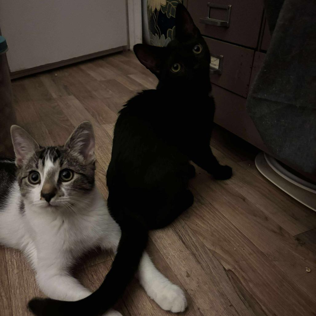 Sheila, Adoptable, Young Female Domestic Short Hair.