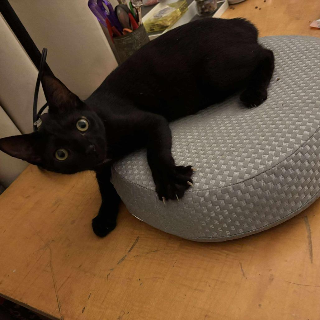 Enlarge Sheila, a Adoptable Domestic Short Hair in Garden Grove, CA image 2/2