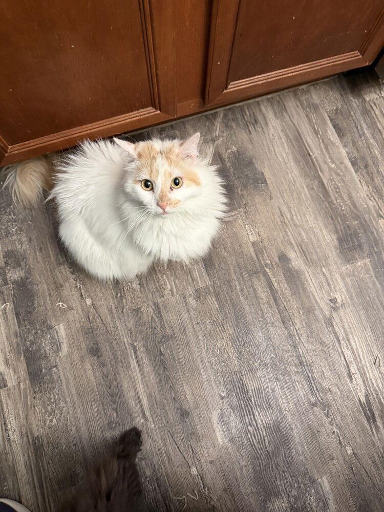 Enlarge Audrey, a Adoptable Domestic Short Hair in O'Fallon, MO image 1/1