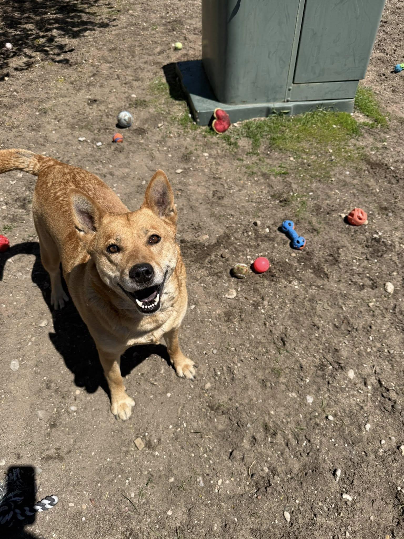 Enlarge Mae, an adopted mixed breed in Bellaire, MI image 1/1