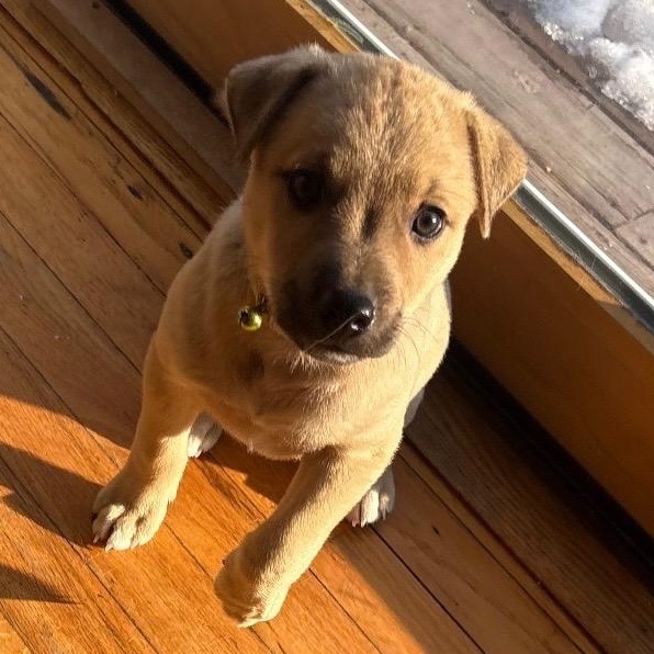 Cupid - A Puerto Rican Prince, Adoptable, Puppy Male Yellow Labrador Retriever.