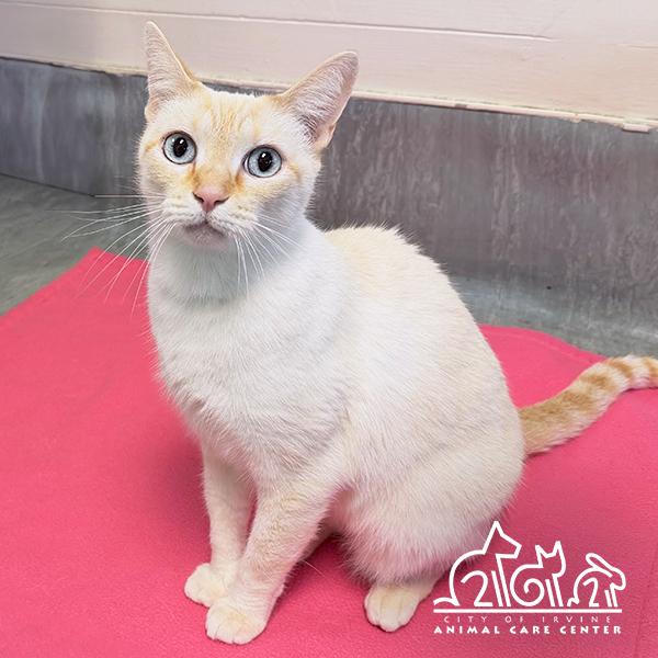 Enlarge COCONUT, a Adoptable Siamese in Irvine, CA image 1/1