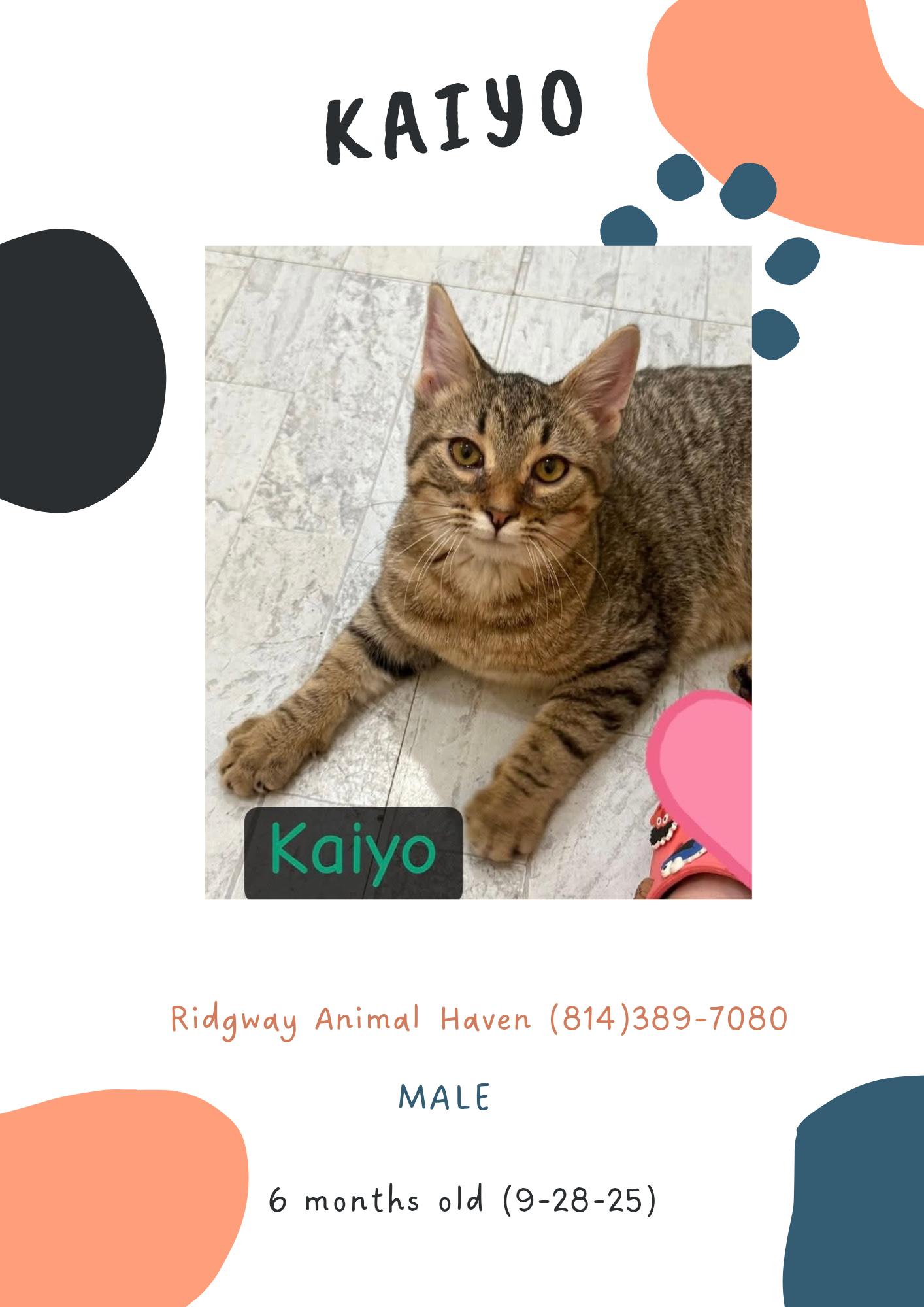 Kaiyo, Adoptable, Adult Male American Shorthair.