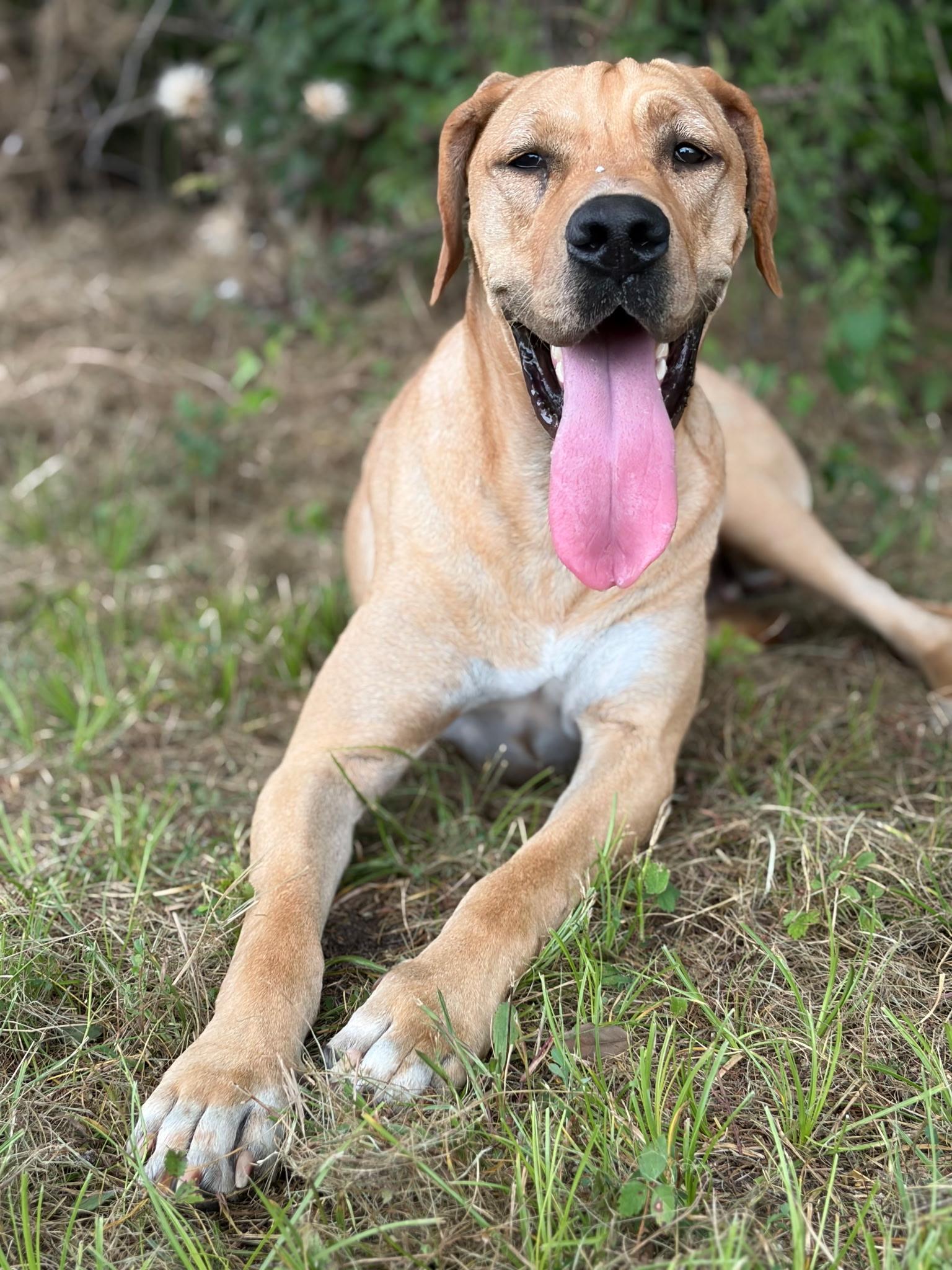 Enlarge STELLA, a Adopted mixed breed in East Syracuse, NY image 5/6