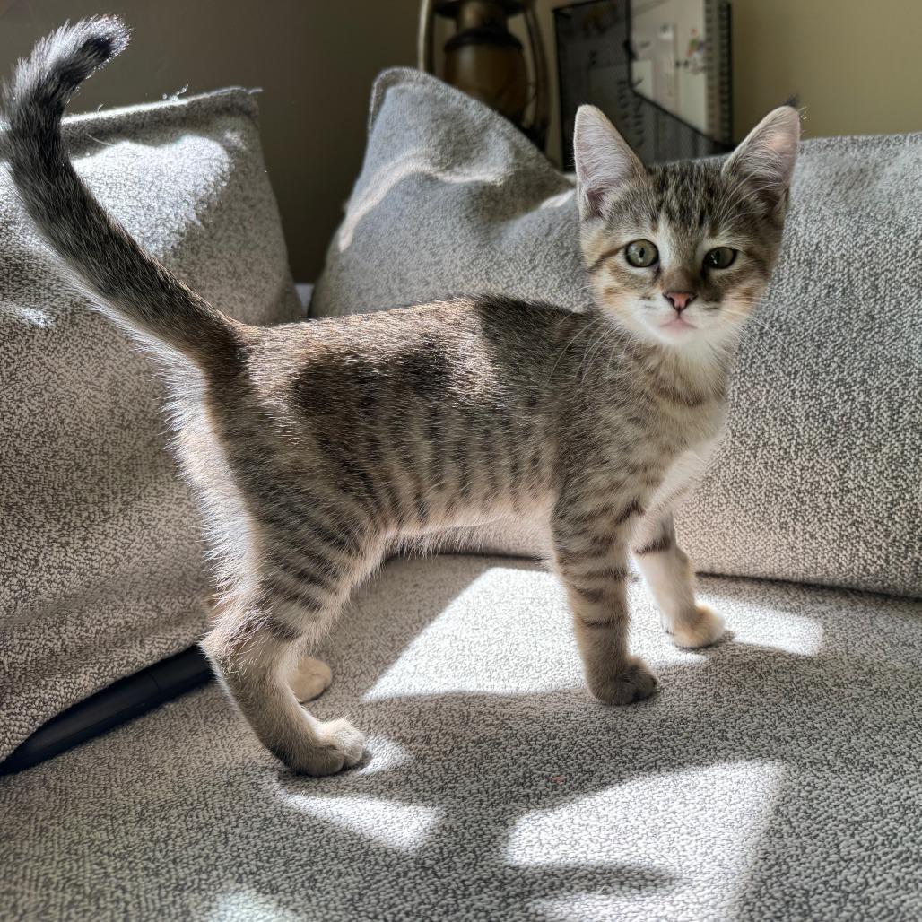 Mayhem, Adoptable, Kitten Female Domestic Short Hair.