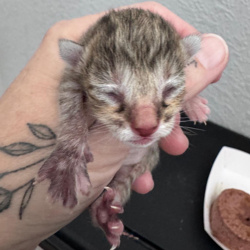 Enlarge Mayhem, a Adoptable Domestic Short Hair in Talent, OR image 2/4