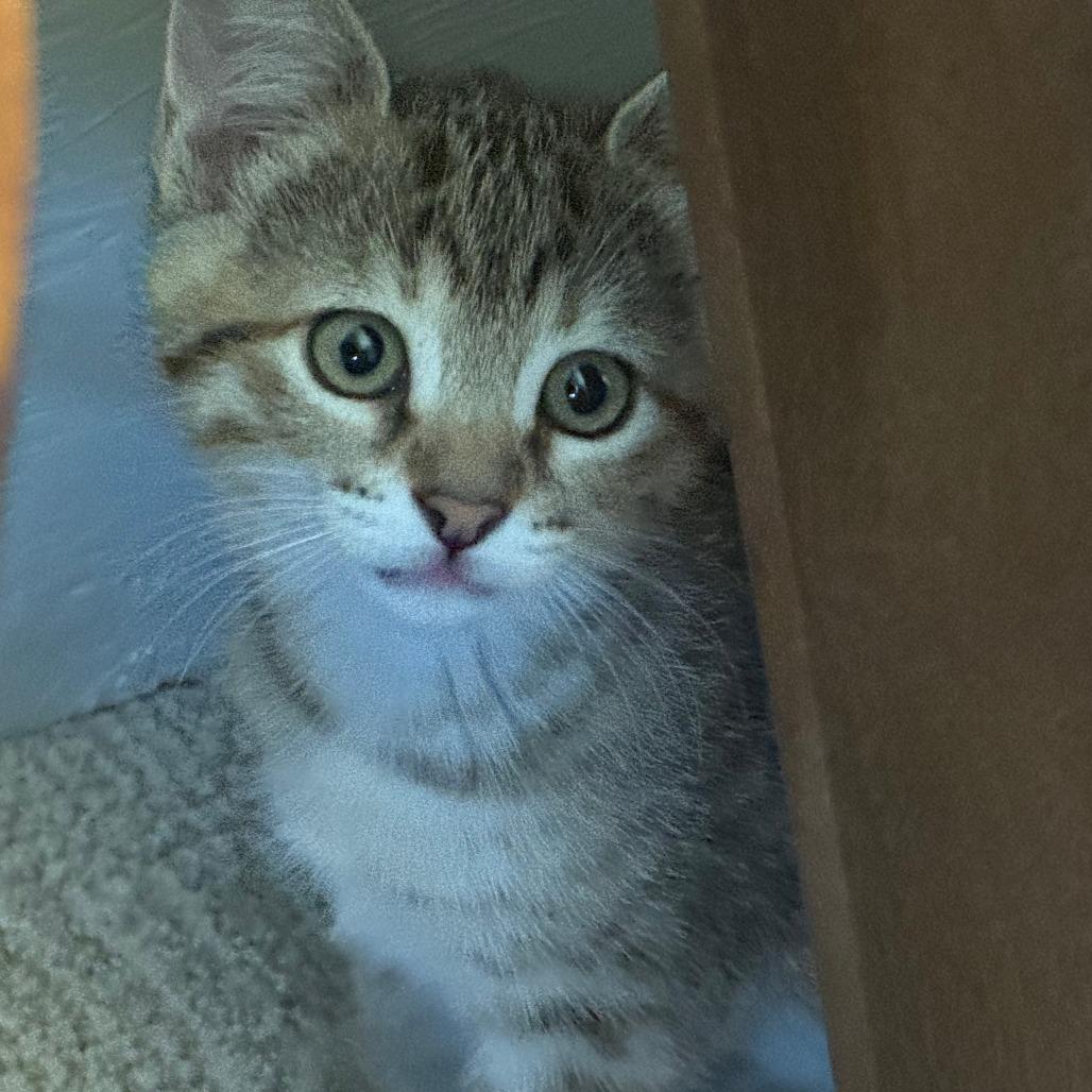 Enlarge Mayhem, a Adoptable Domestic Short Hair in Talent, OR image 3/4