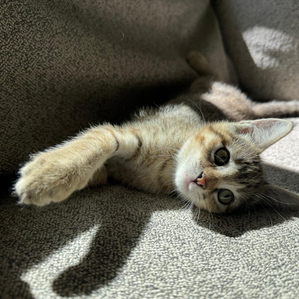 Enlarge Mayhem, a Adoptable Domestic Short Hair in Talent, OR image 4/4
