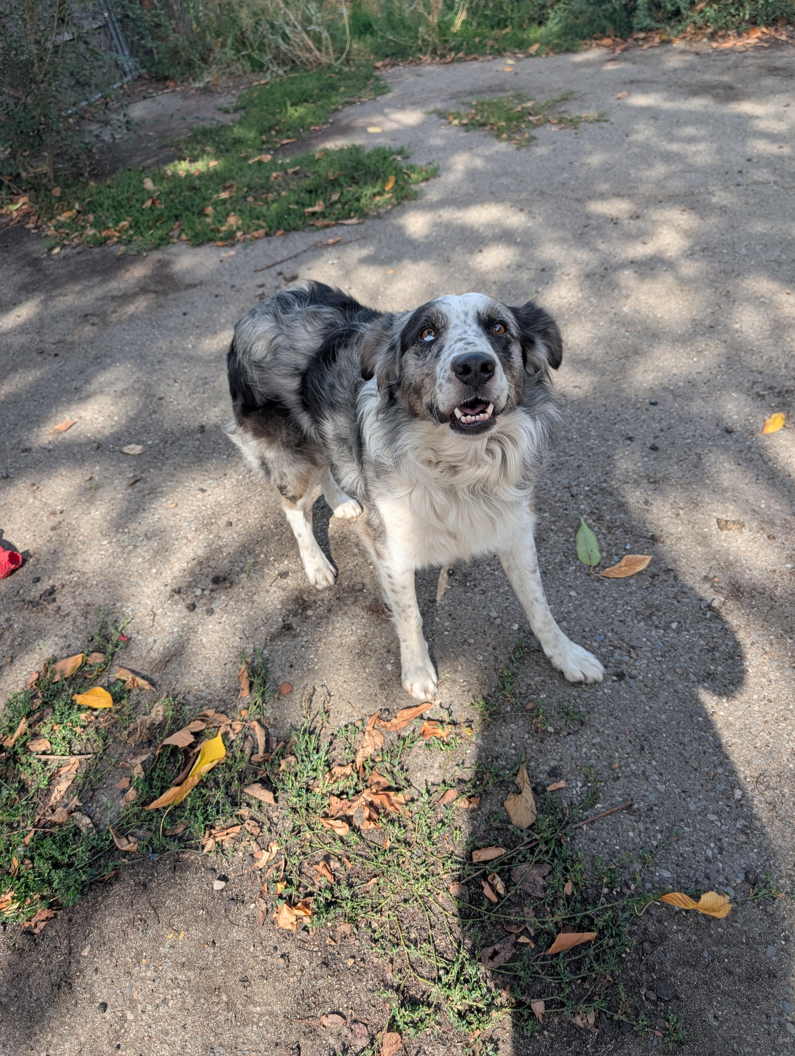 Enlarge Rookie, a Adopted mixed breed in COEUR D ALENE, ID image 6/6