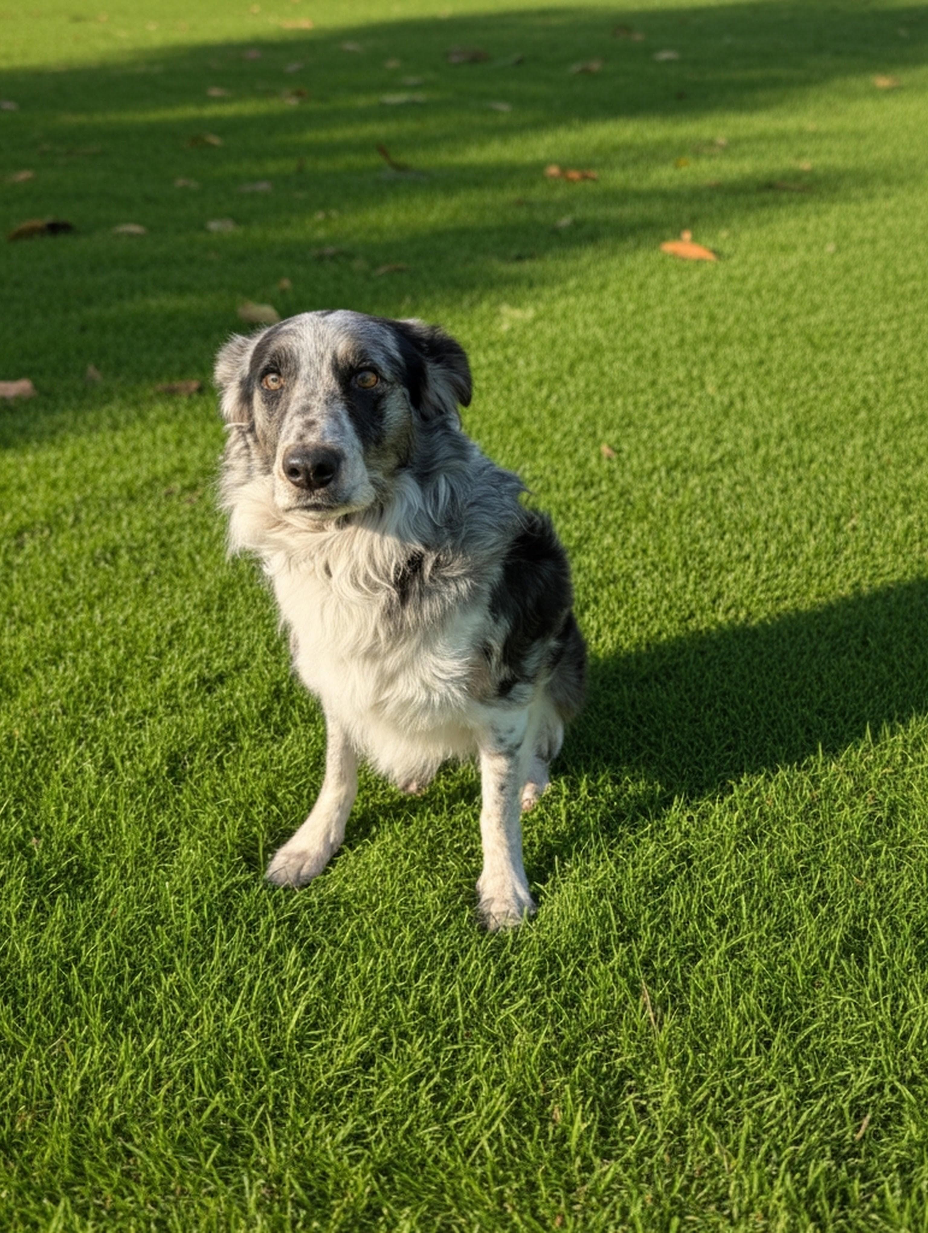 Enlarge Rookie, a Adopted mixed breed in COEUR D ALENE, ID image 3/6