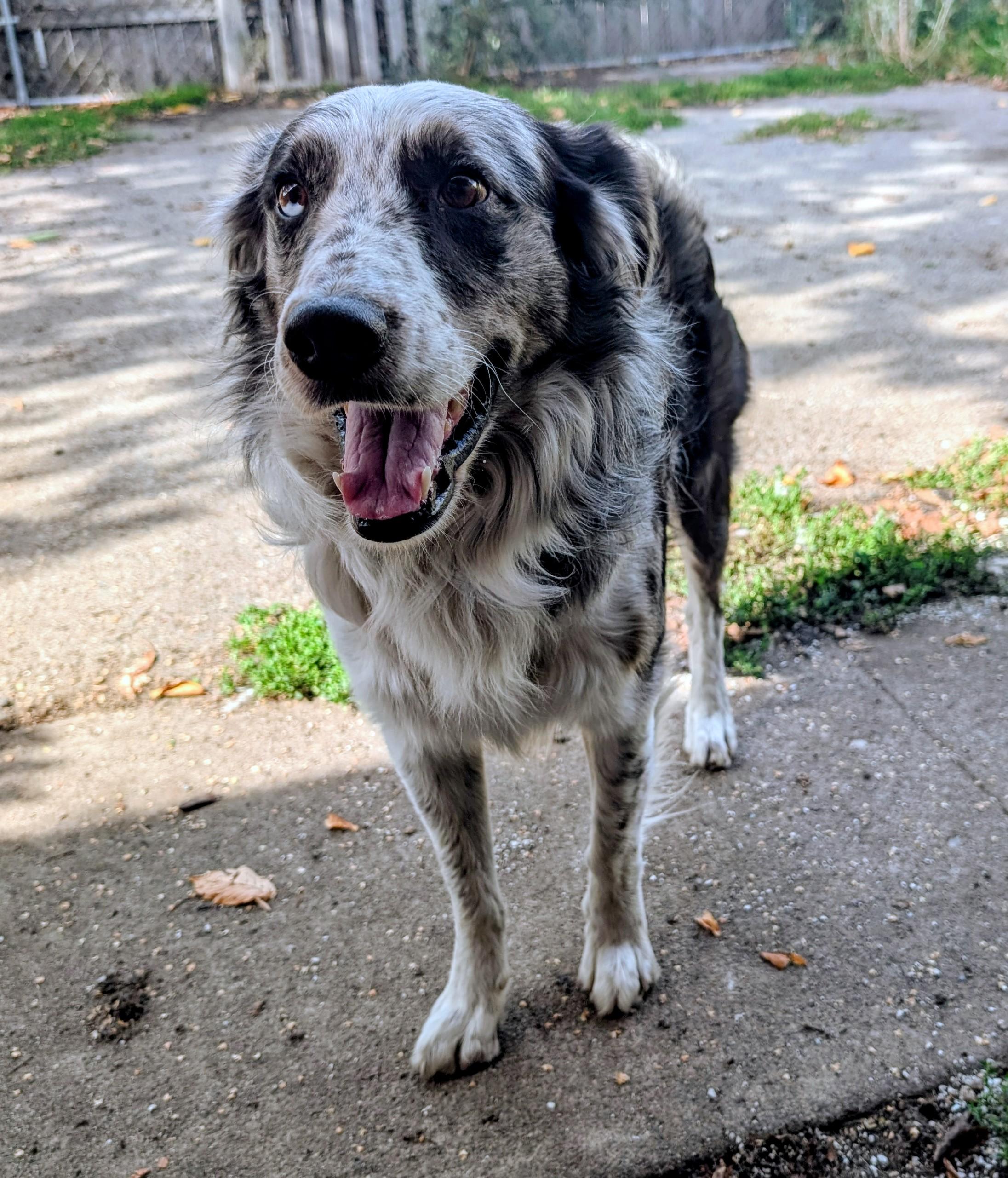 Rookie, Adopted, Adult Male Australian Shepherd & Border Collie.