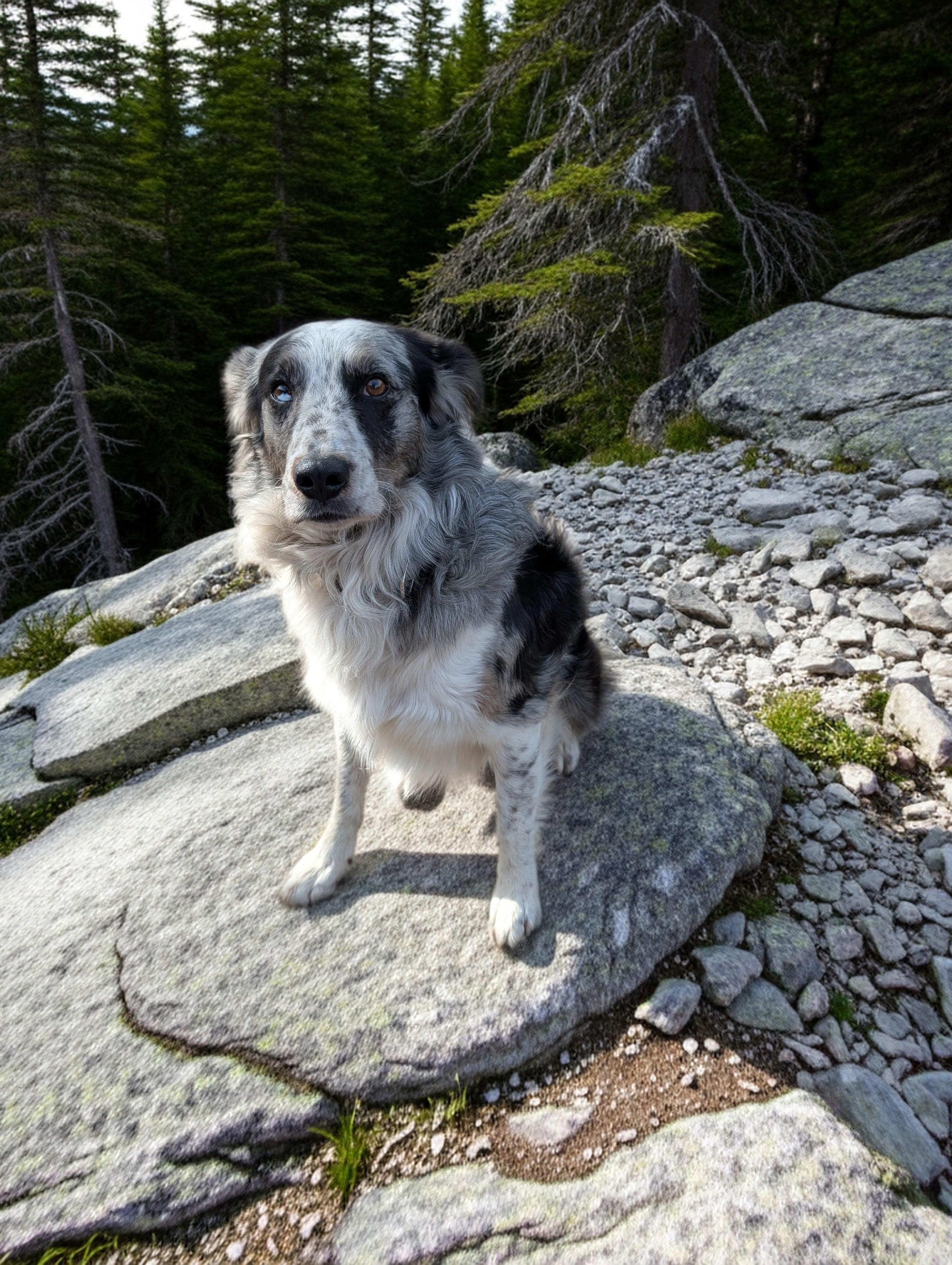 Enlarge Rookie, a Adopted mixed breed in COEUR D ALENE, ID image 5/6