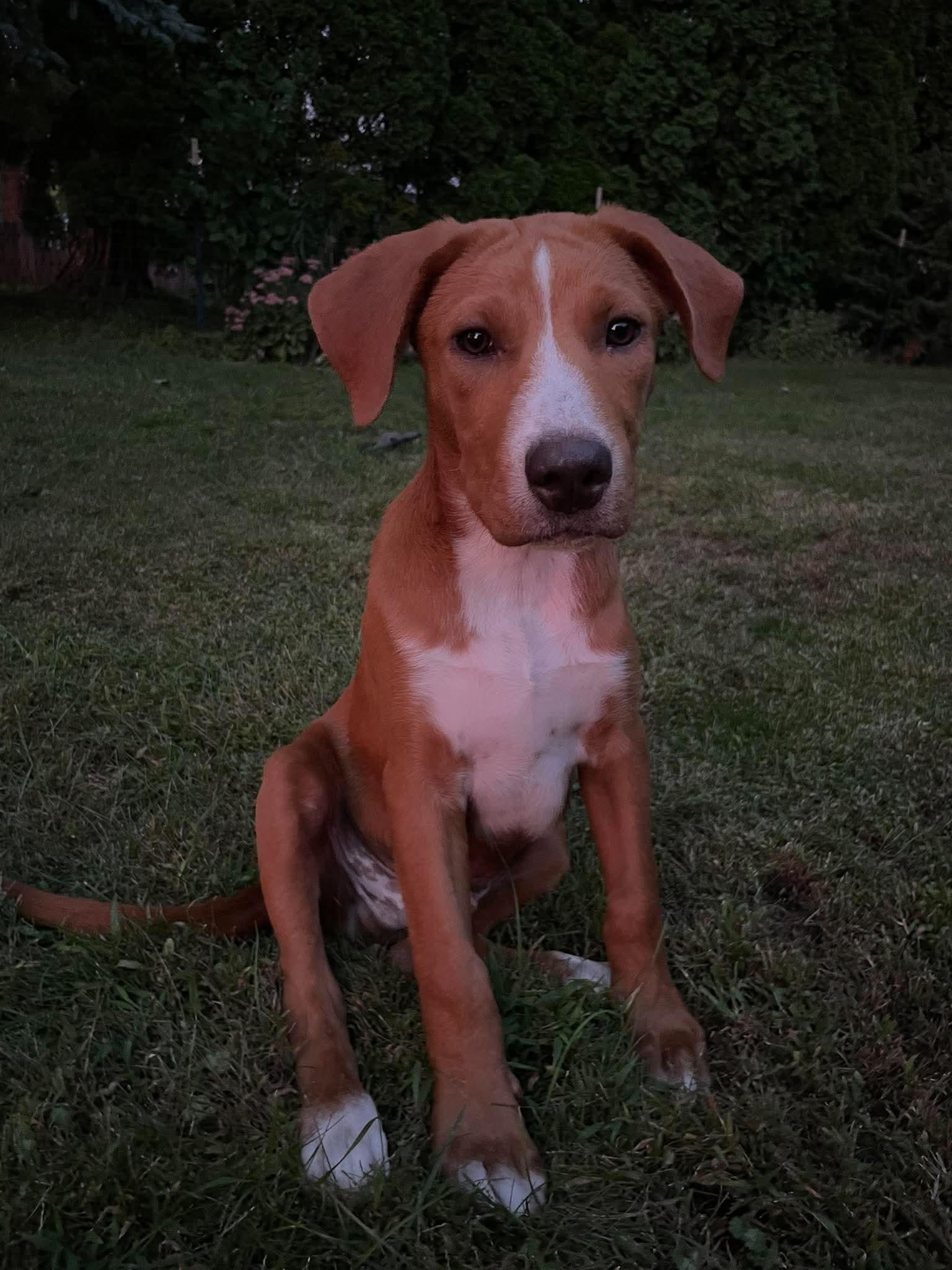 Doc, Adoptable, Puppy Male Mixed Breed.