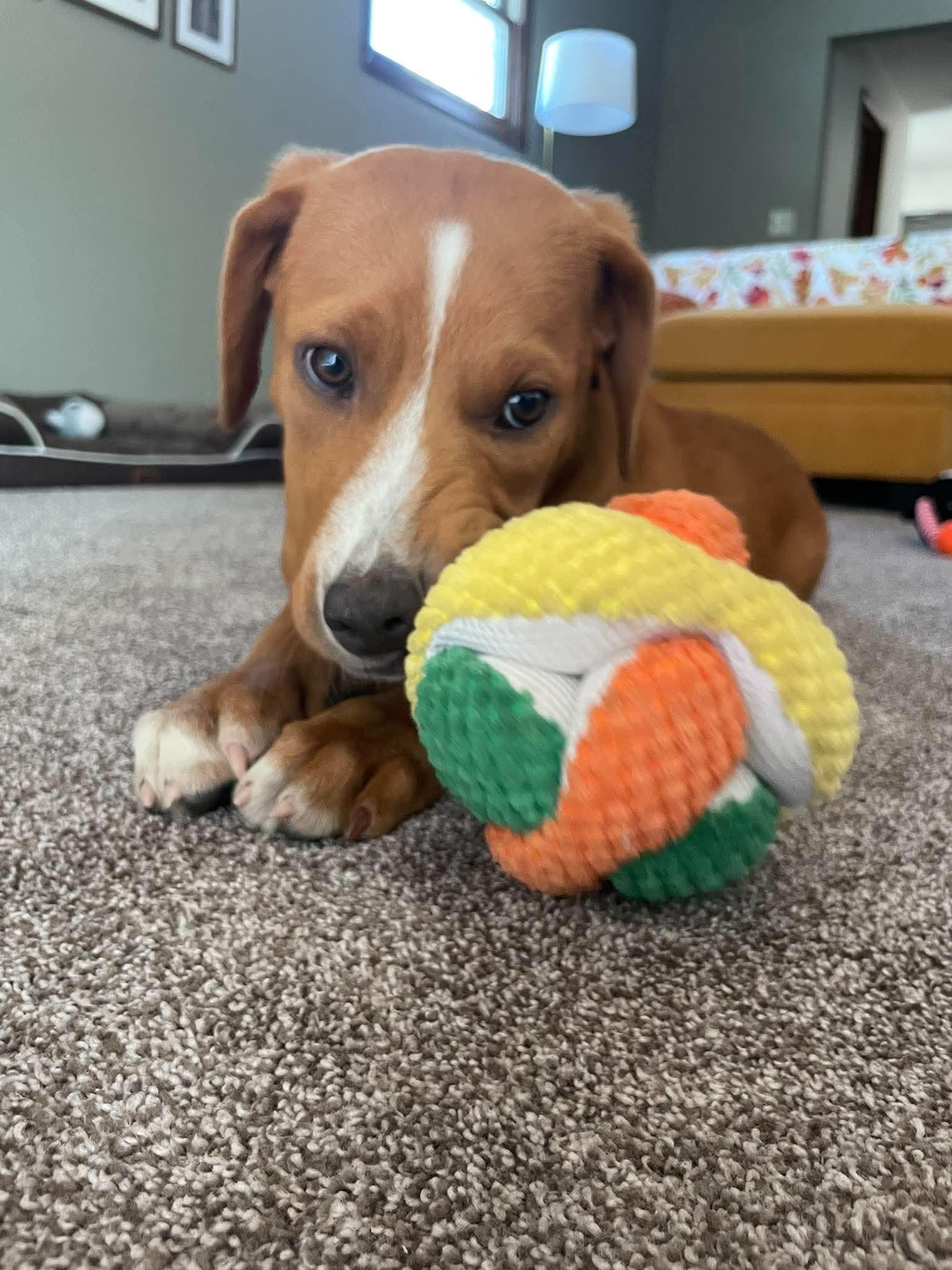 Enlarge Doc, a Adoptable Mixed Breed in De Pere, WI image 3/3