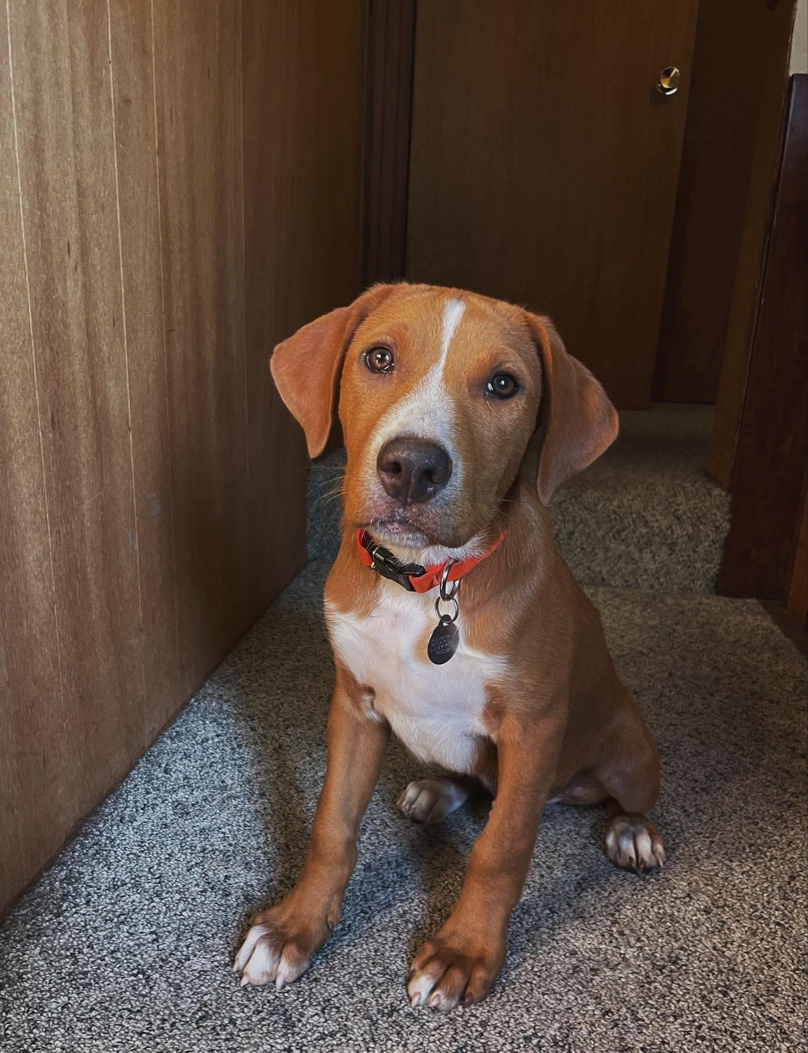 Enlarge Doc, a Adoptable Mixed Breed in De Pere, WI image 2/3
