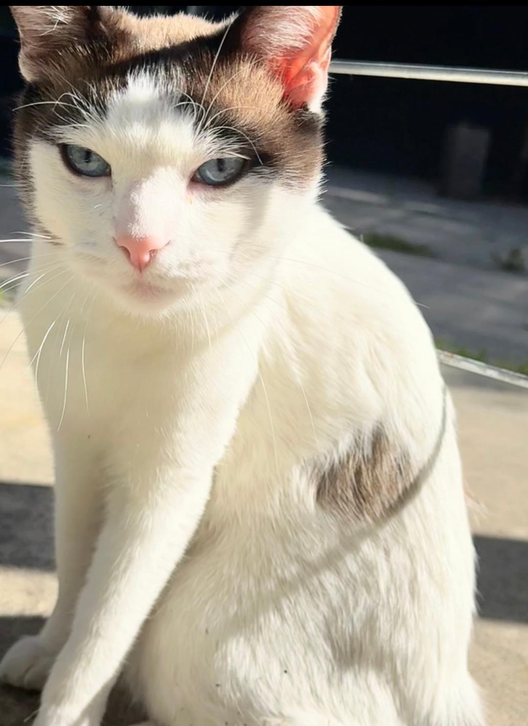 Enlarge Blu, an adopted Siamese in BEVERLY HILLS, CA image 1/6
