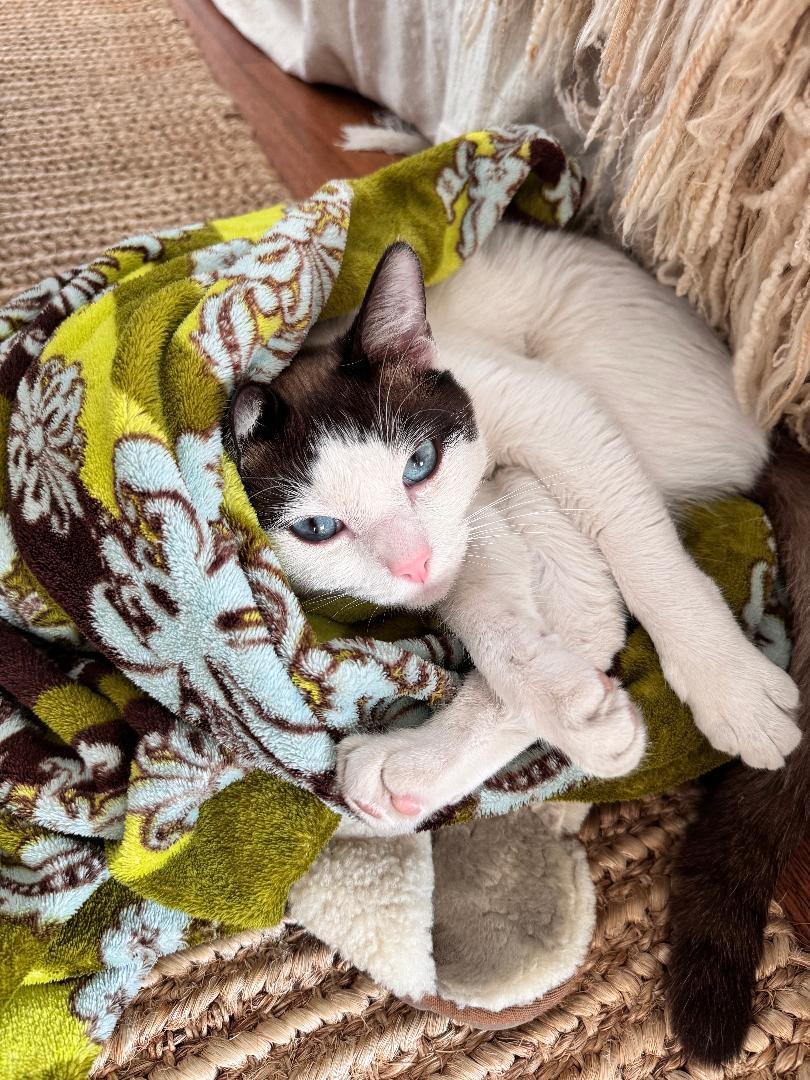 Enlarge Blu, an adopted Siamese in BEVERLY HILLS, CA image 2/6