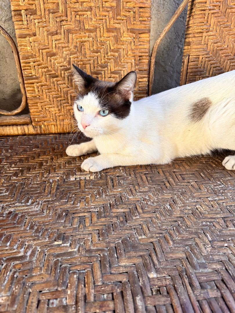 Enlarge Blu, an adopted Siamese in BEVERLY HILLS, CA image 6/6