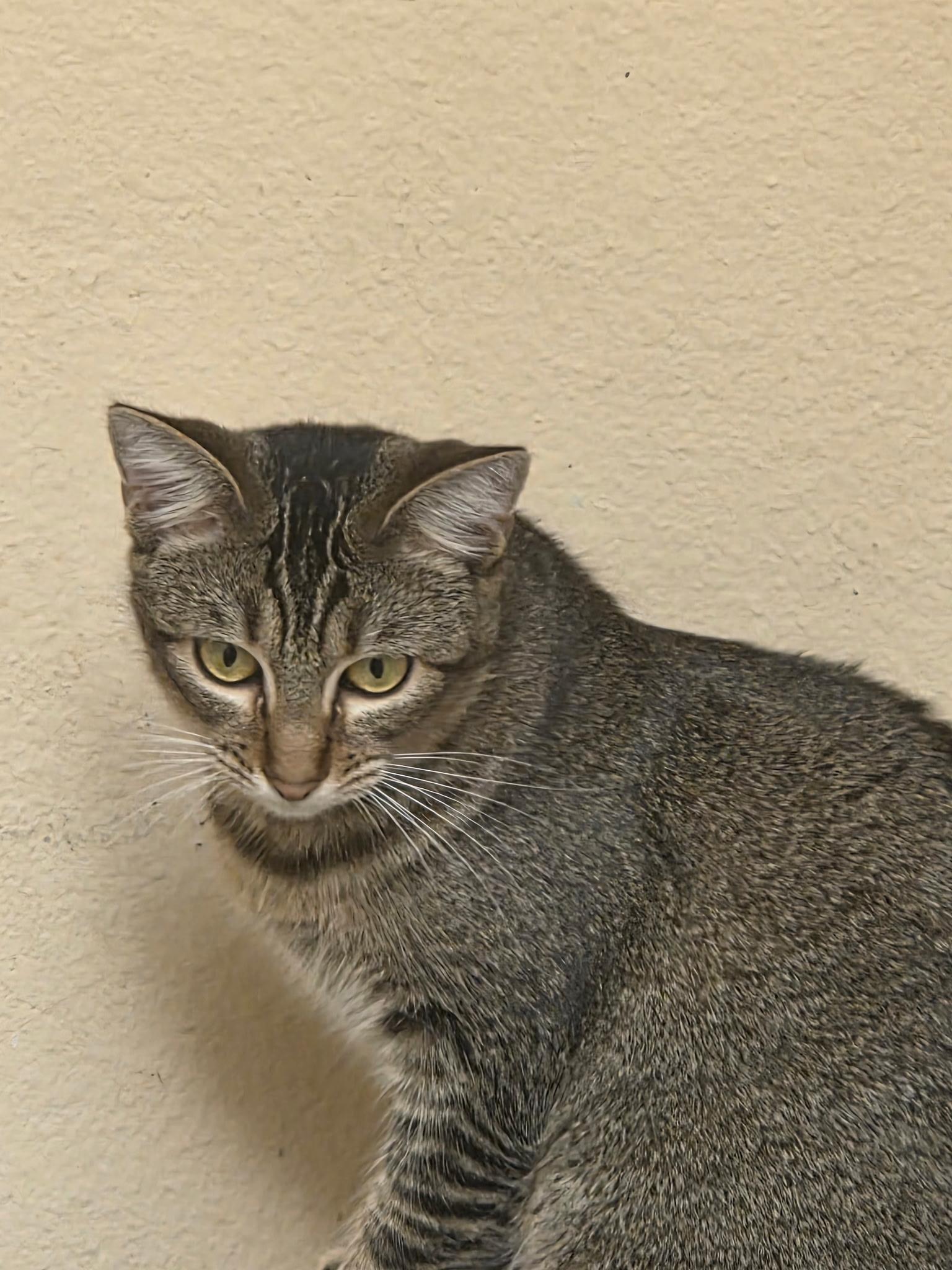 Waffles, Adoptable, Young Female Abyssinian & Domestic Short Hair.