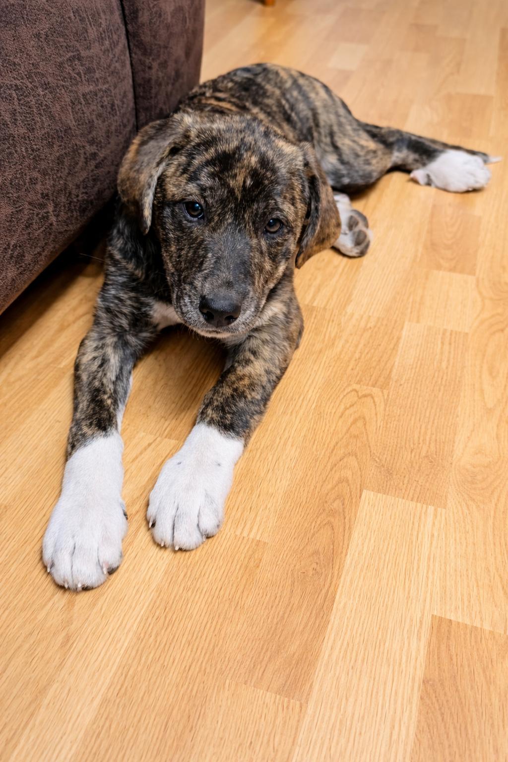 Sonya, a Adopted Great Pyrenees in Nashville, TN image 1/3