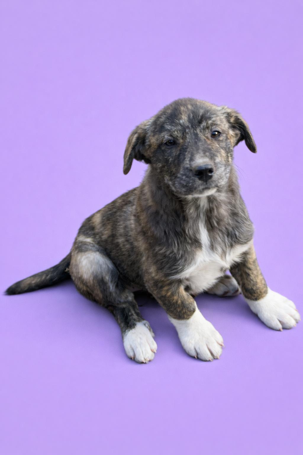 Sonya, a Adopted Great Pyrenees in Nashville, TN image 2/3