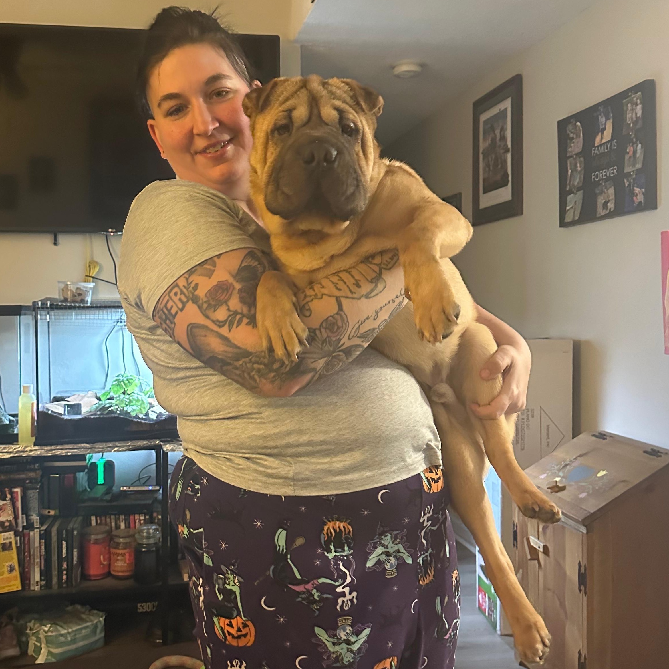 Enlarge ARIEL, a Adoptable Shar-Pei in Louisville, KY image 4/6