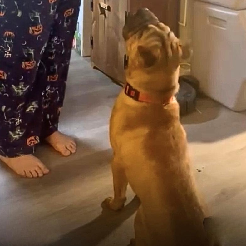 Enlarge ARIEL, a Adoptable Shar-Pei in Louisville, KY image 6/6