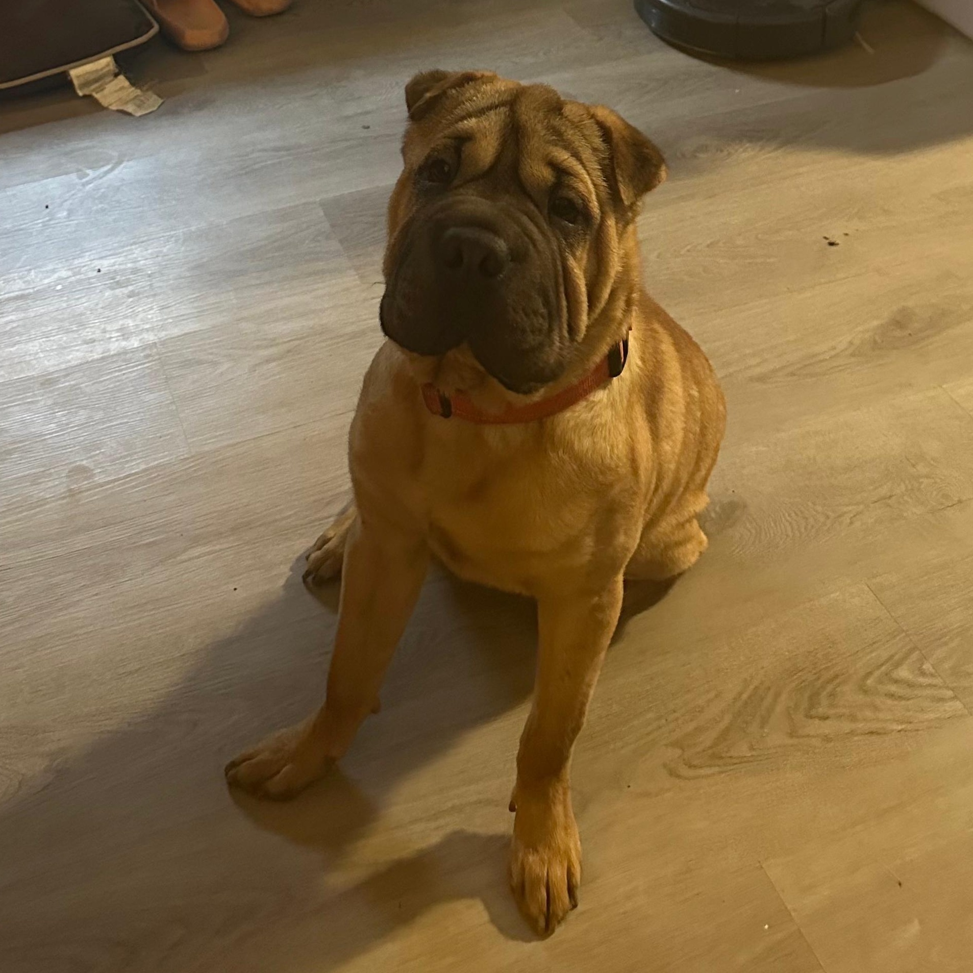 Enlarge ARIEL, a Adoptable Shar-Pei in Louisville, KY image 2/6