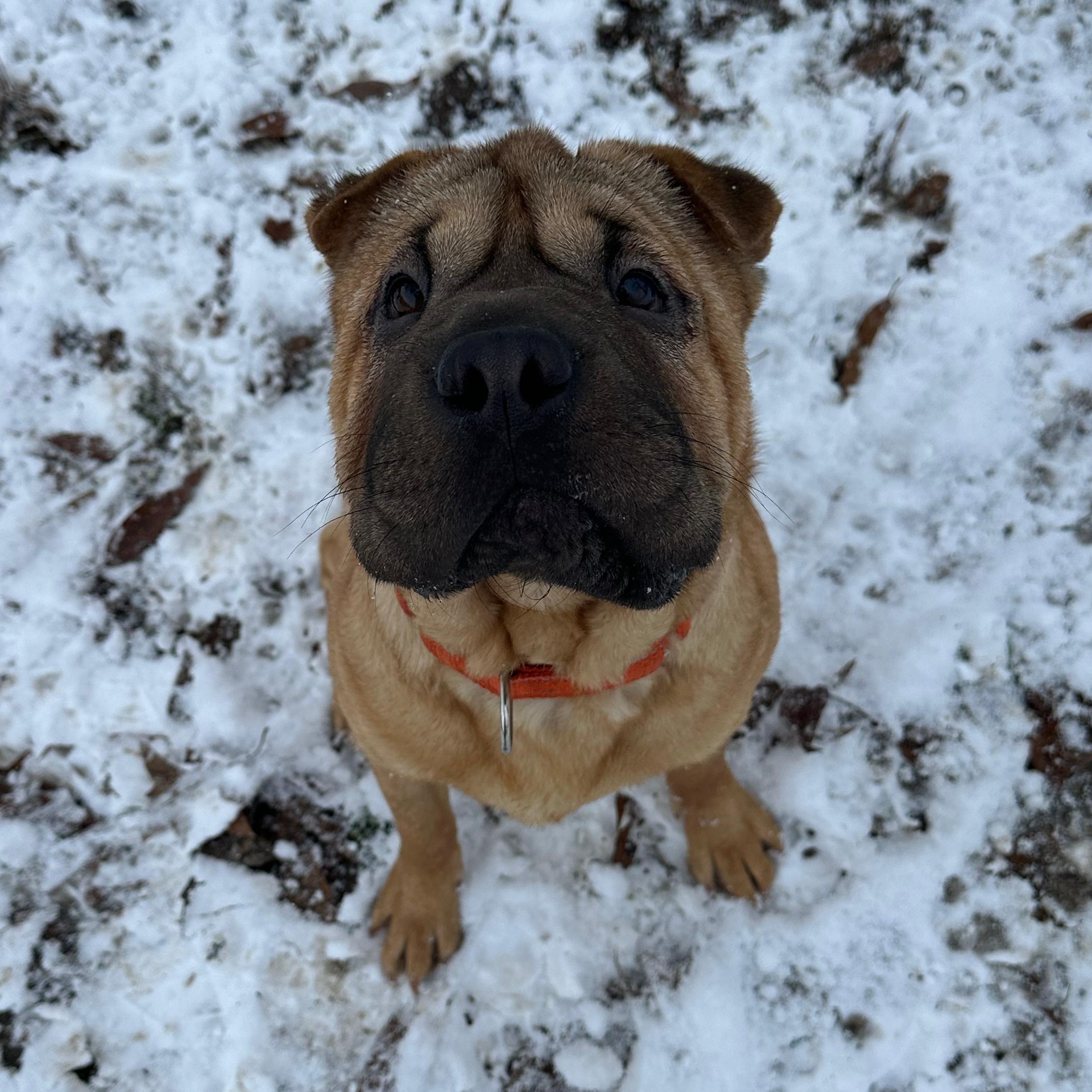 ARIEL, Adoptable, Young Male Shar-Pei.