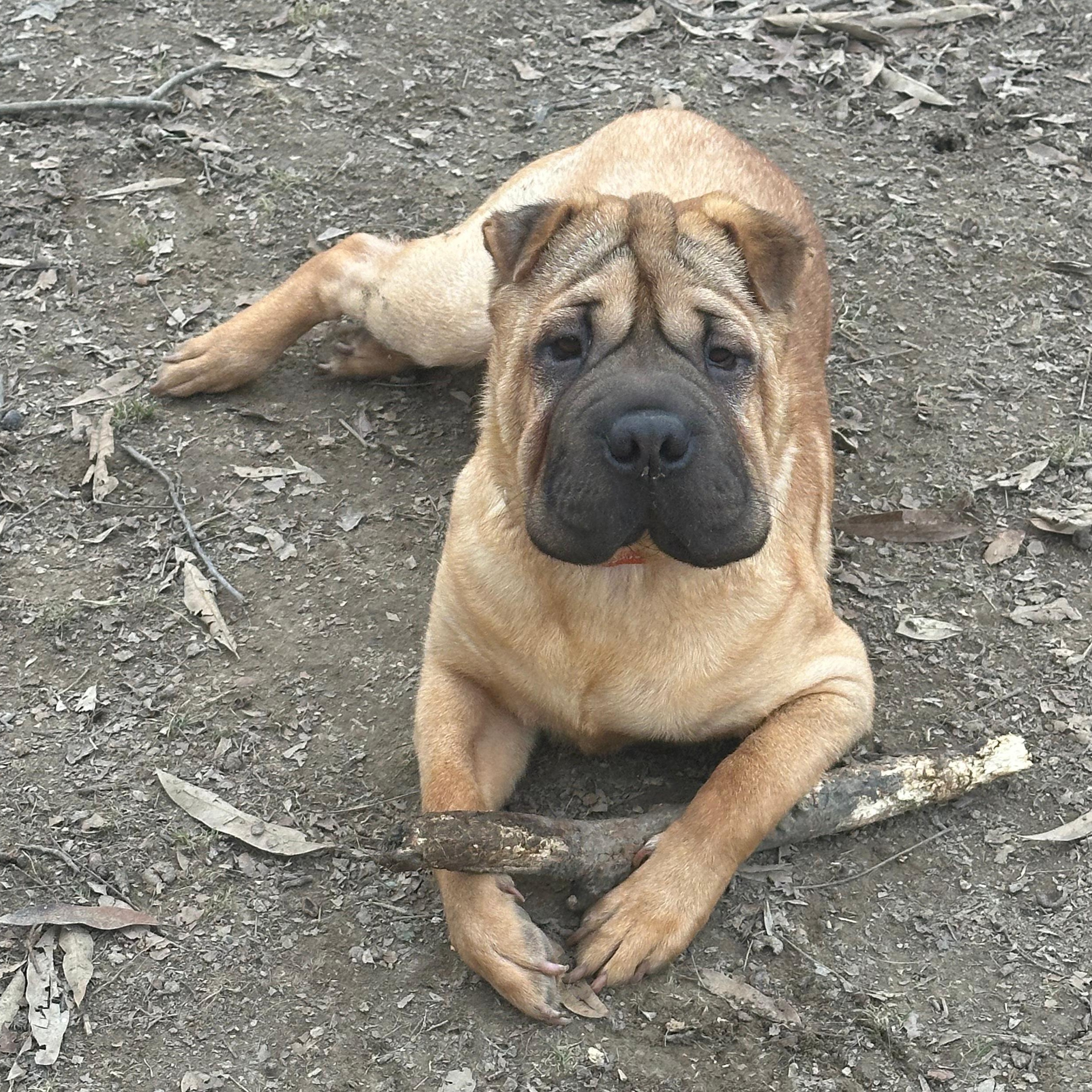 Enlarge ARIEL, a Adoptable Shar-Pei in Louisville, KY image 3/6