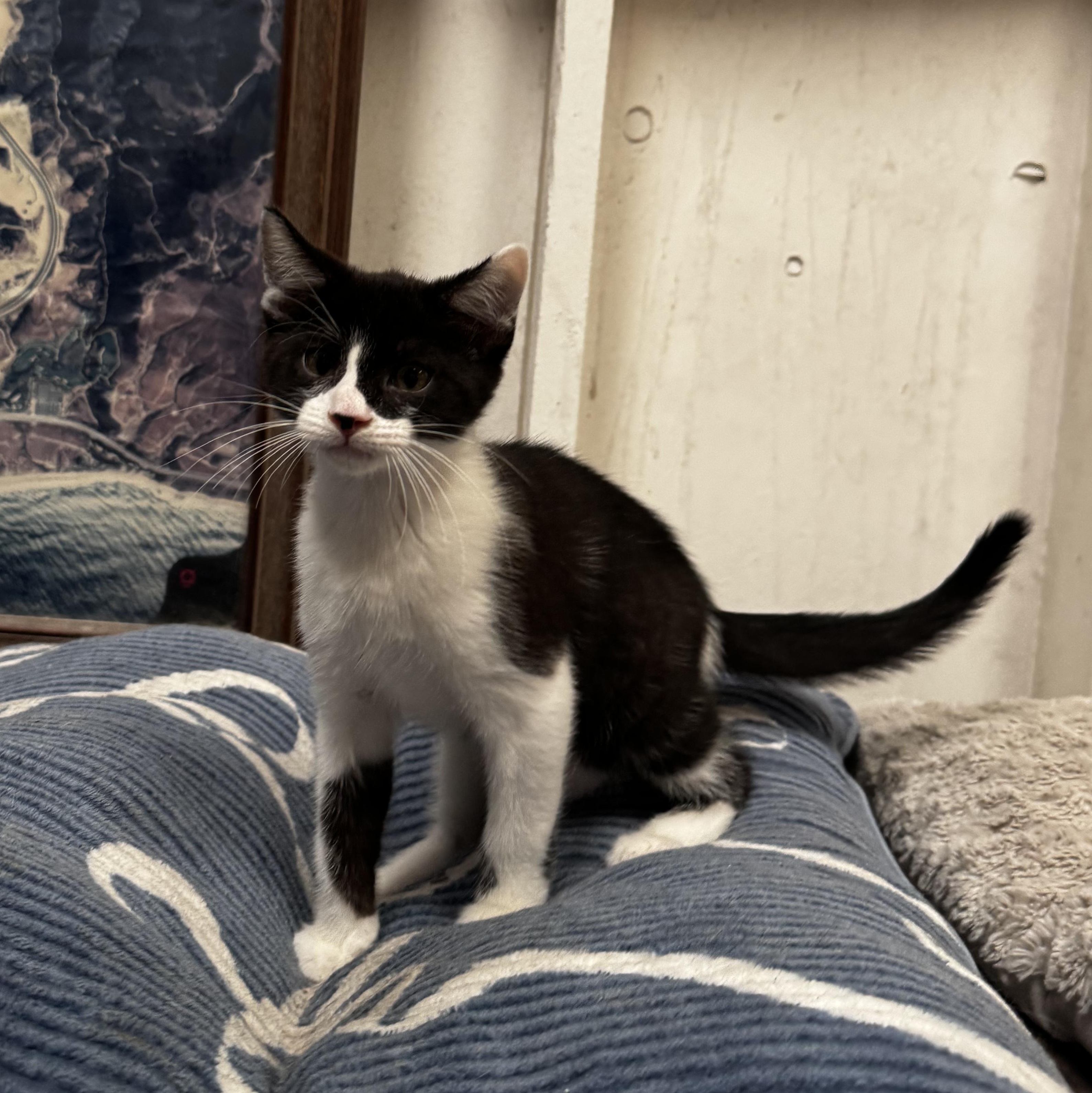Matteo - Energy abounds, adopted, Young Male Domestic Short Hair.