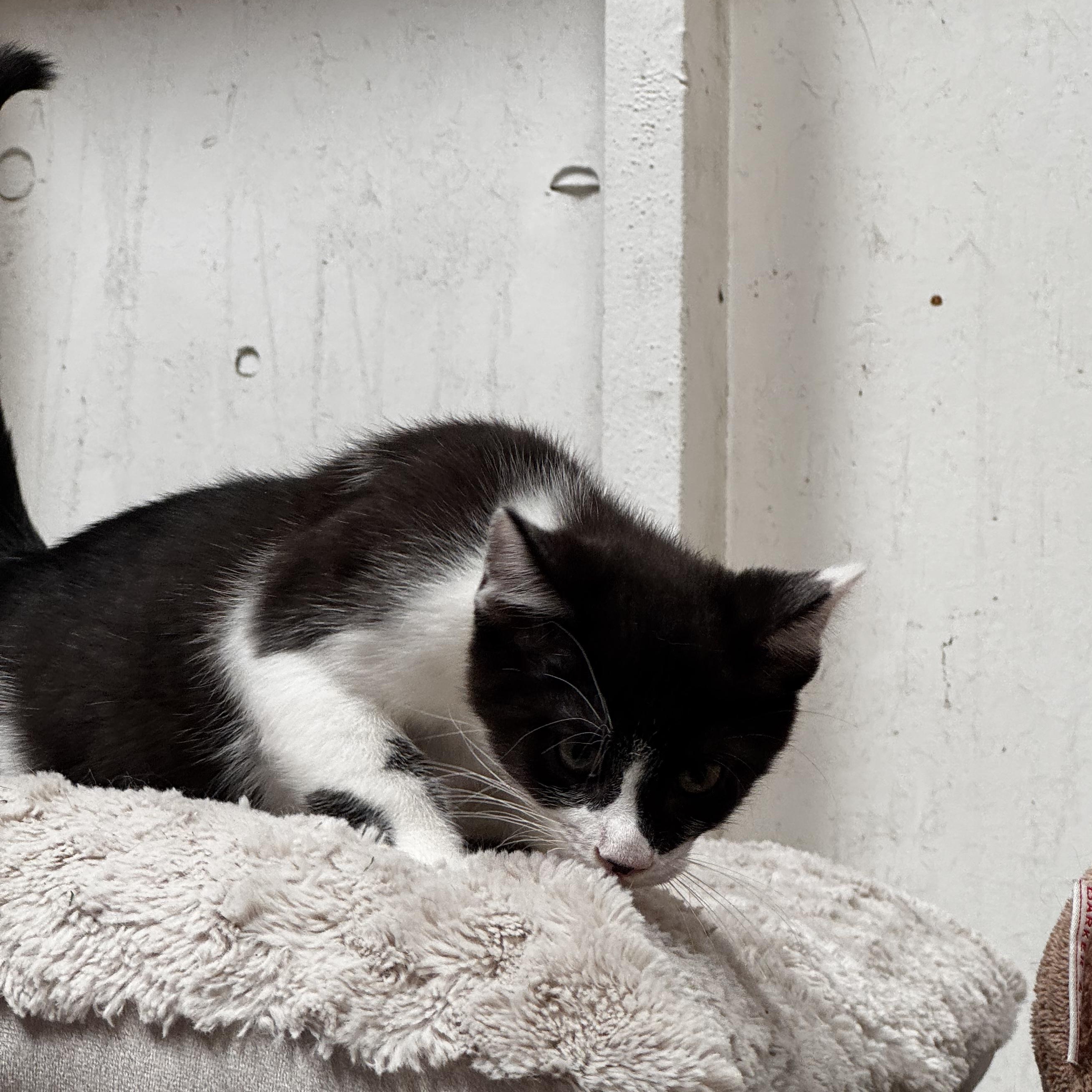 Matteo - Energy abounds, an adopted Domestic Short Hair in Fountain Valley, CA image 2/5