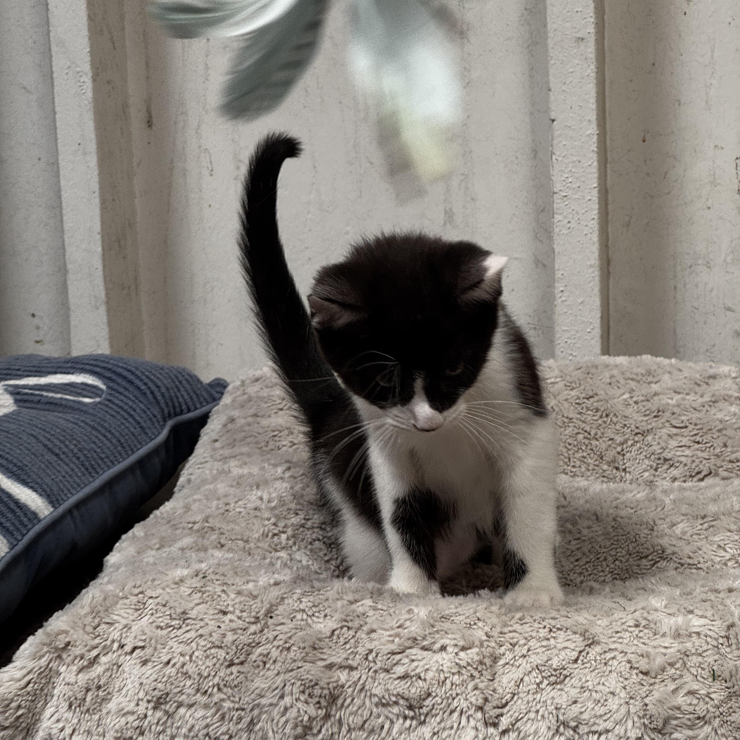 Matteo - Energy abounds, an adopted Domestic Short Hair in Fountain Valley, CA image 4/5