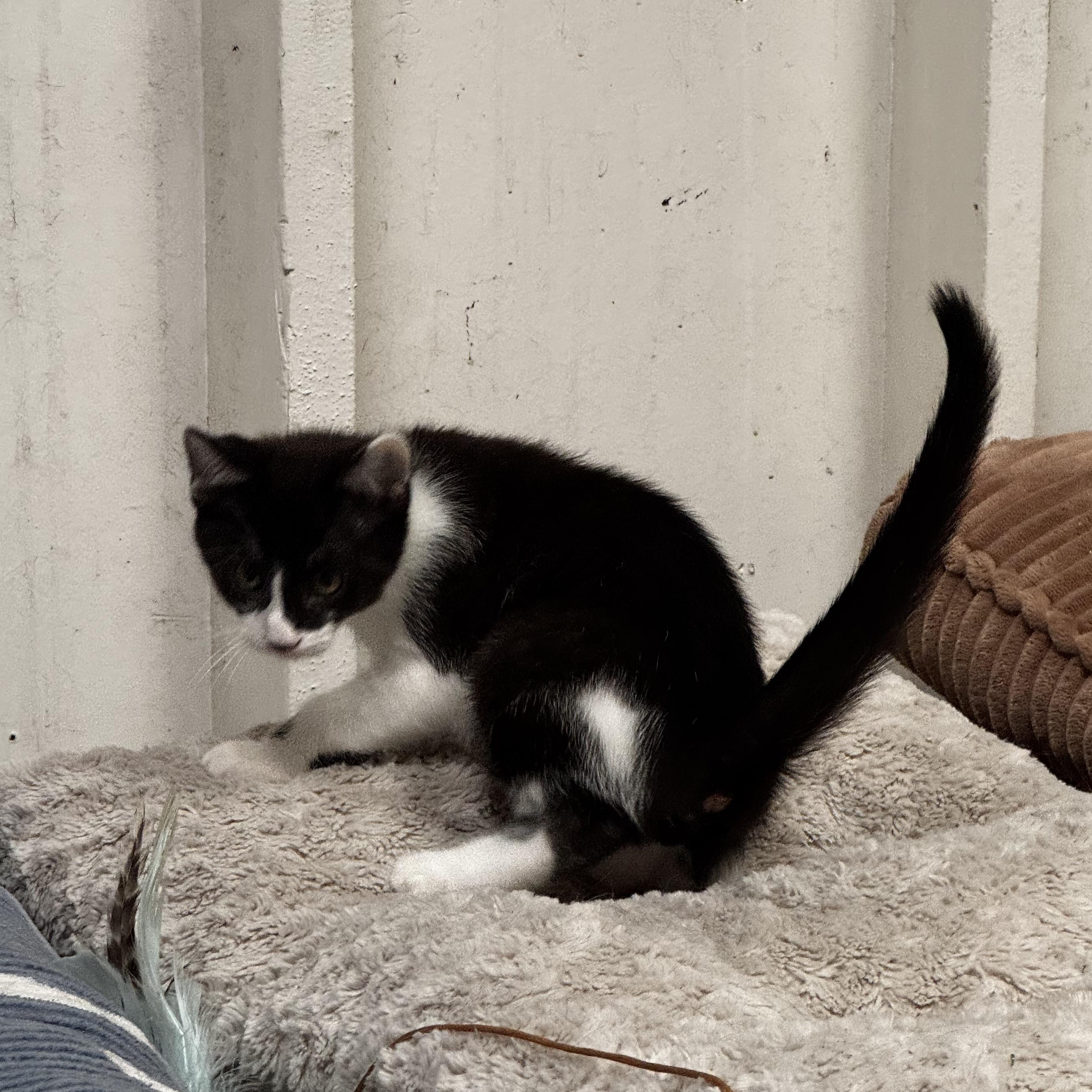 Matteo - Energy abounds, an adopted Domestic Short Hair in Fountain Valley, CA image 3/5