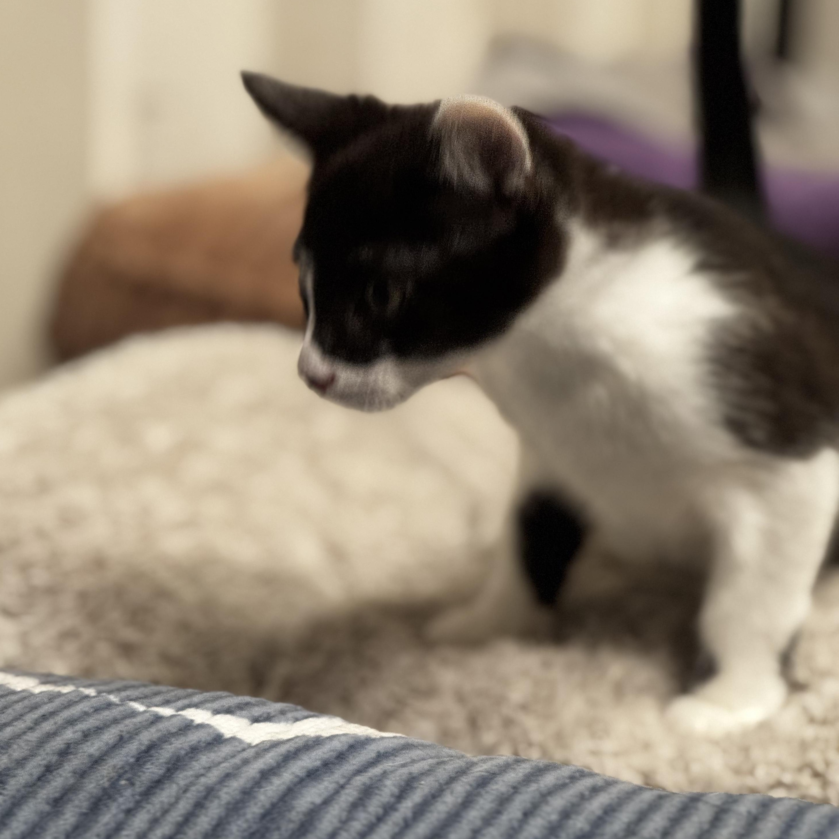 Matteo - Energy abounds, an adopted Domestic Short Hair in Fountain Valley, CA image 5/5