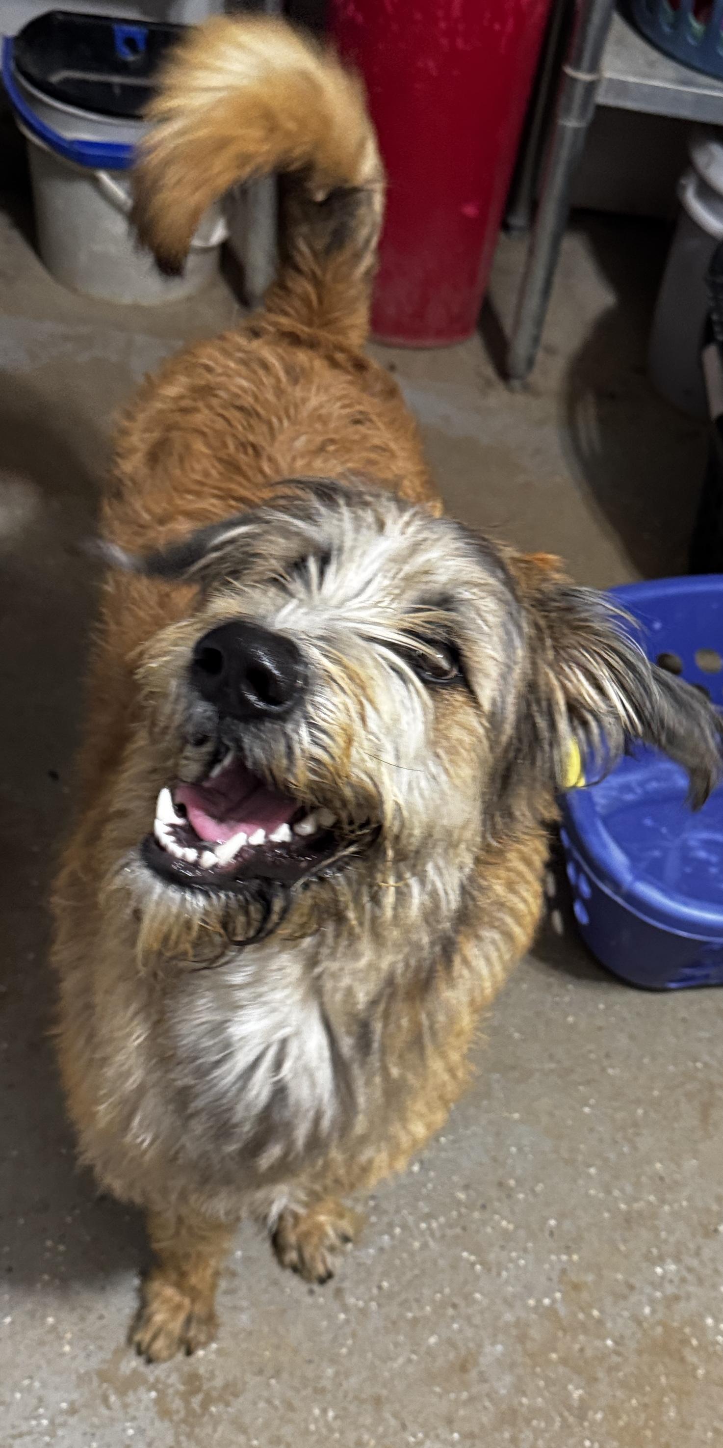 Enlarge Charlie, a ADOPTABLE mixed breed in Rogersville, TN image 3/4